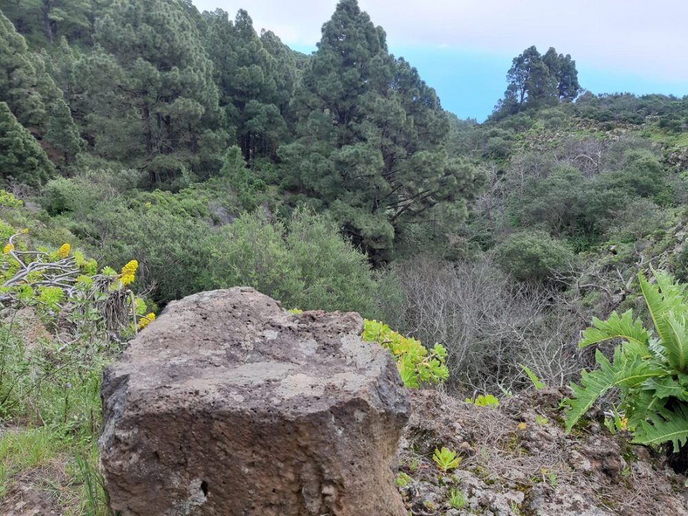 Il giardino del piccolo Eden a Tenerife