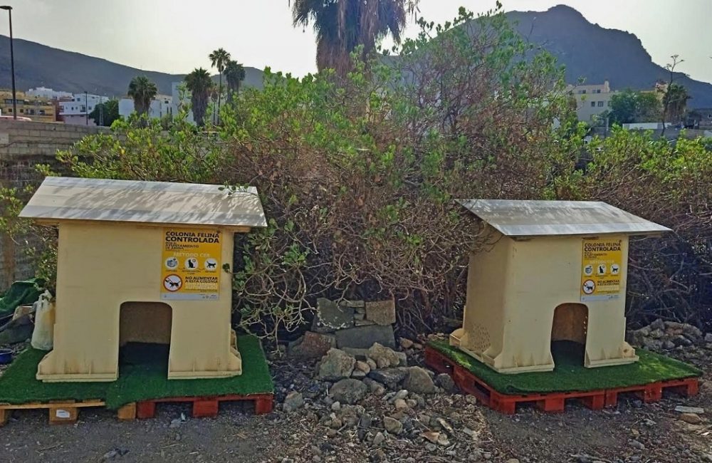 Arona: controlli nelle colonie di gatti abbandonati