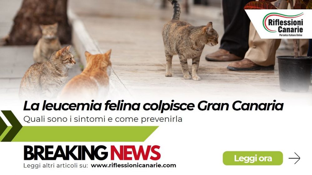 La leucemia felina colpisce la salute dei gatti randagi alle Canarie