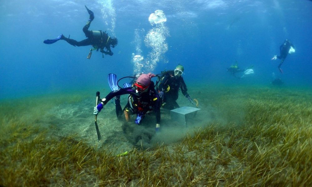 Tenerife. Ripristinare le praterie sottomarine nell’area di Abama