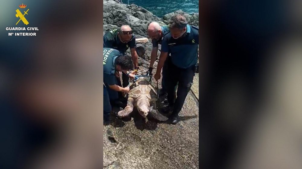 Tenerife. VIDEO La Guardia Civil tenta di salvare una tartaruga
