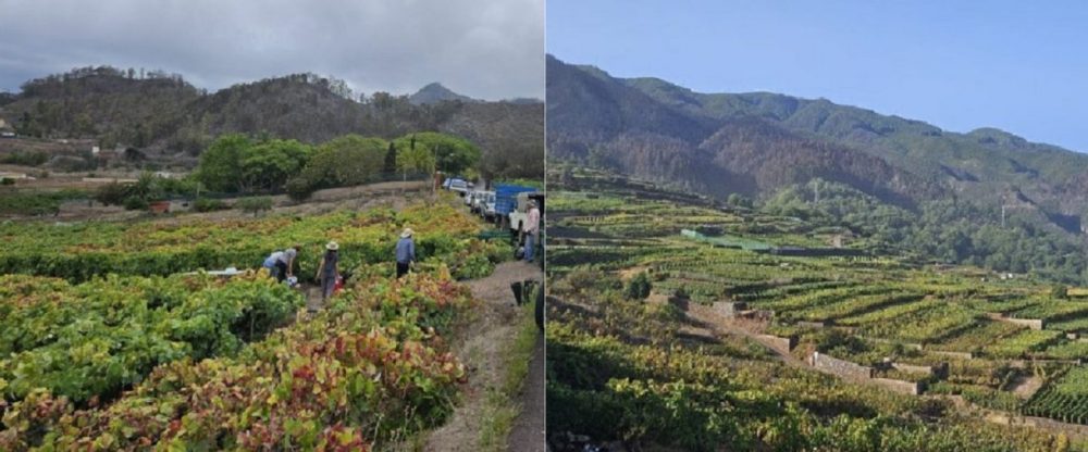 Tenerife è iniziata una nuova vendemmia