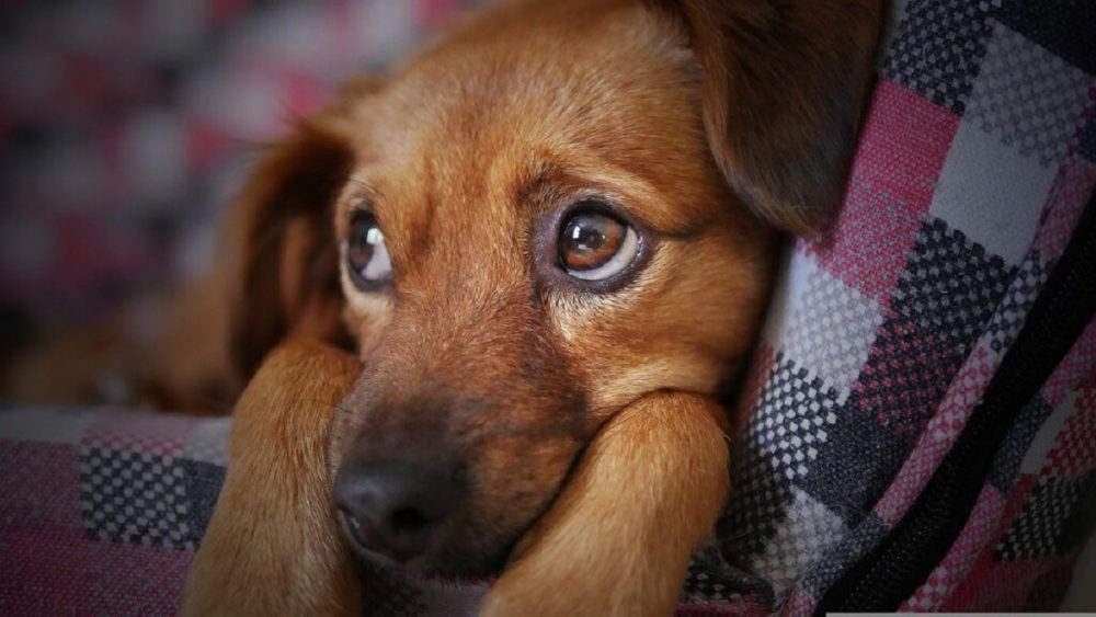 Capodanno per cani e gatti: 10 suggerimenti per la loro sicurezza