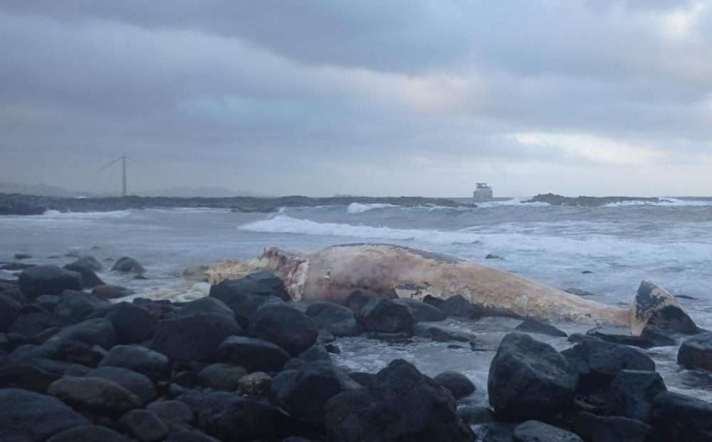 Telde. Trovato un cetaceo in avanzato stato di decomposizione