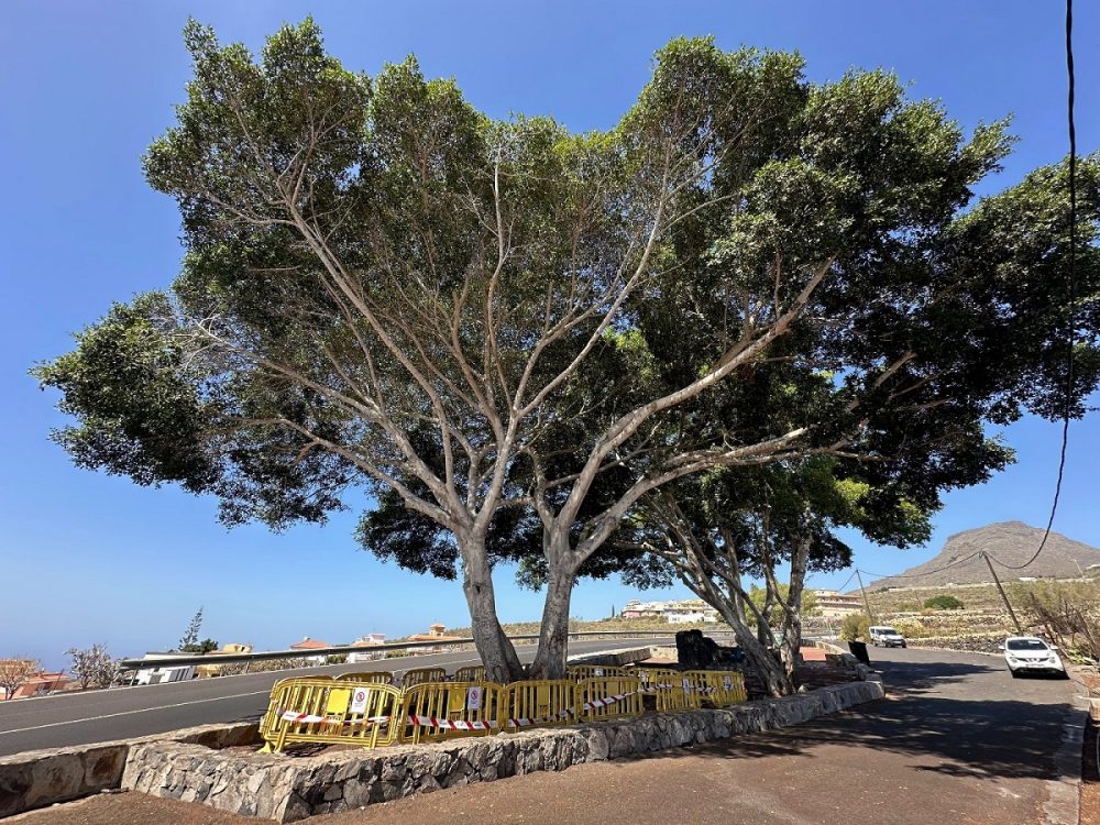 Arona, all’avanguardia nella gestione del rischio caduta alberi