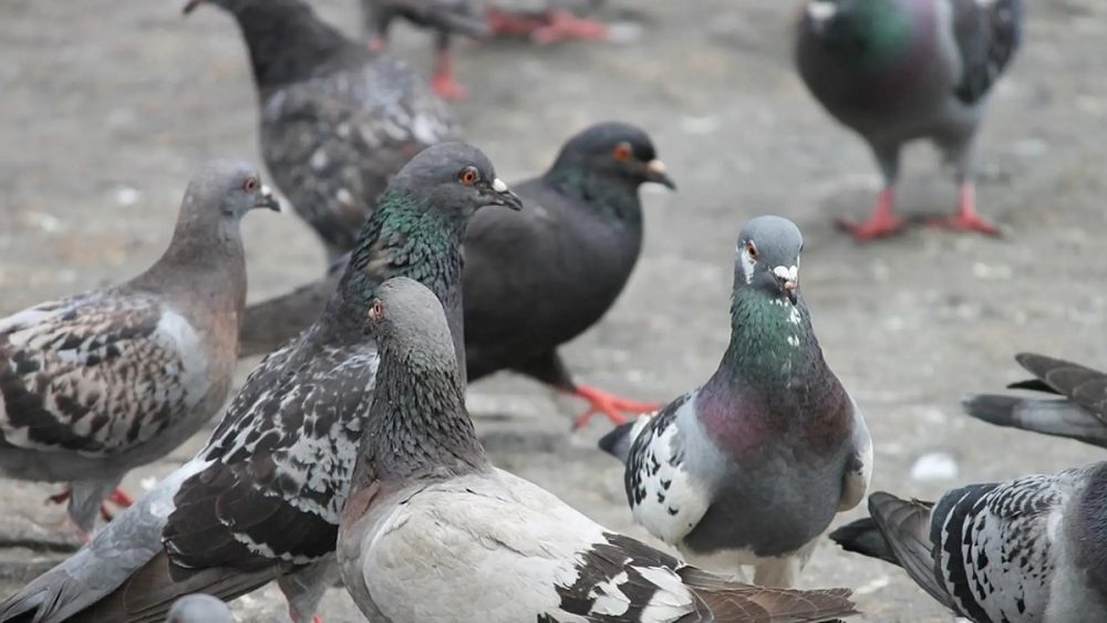 1.500 euro di multa per aver dato ripetutamente da mangiare ai piccioni