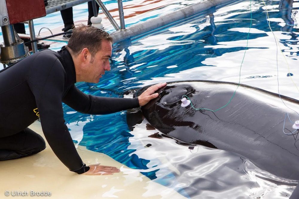 L’orca Morgan del Loro Parque aspetta un piccolo