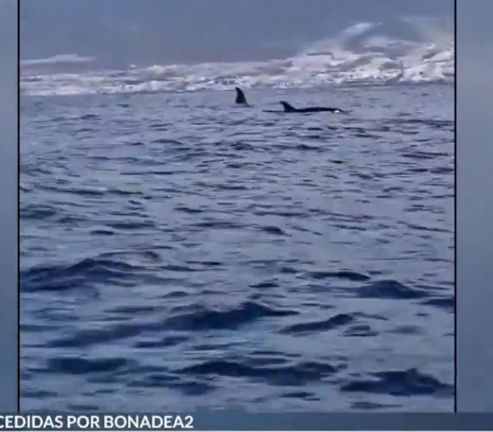 Avvistamento insolito di orche nelle Isole Canarie – VIDEO