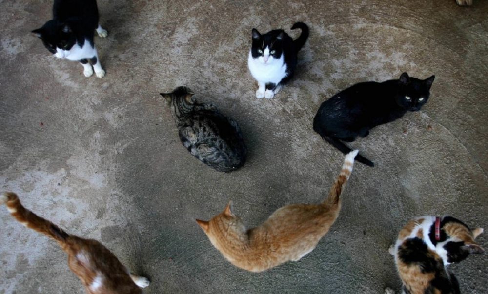 Santa Cruz de Tenerife autorizza la gestione di una colonia felina