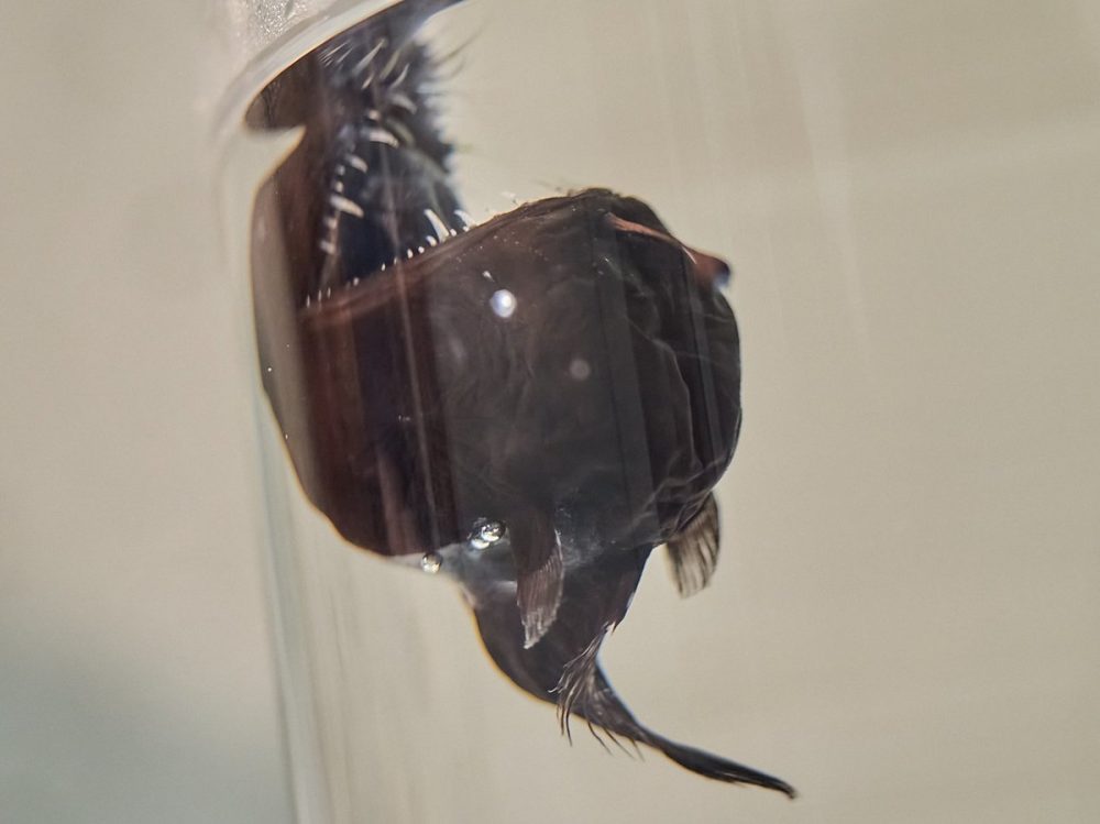 Tenerife. Dal 2017 il museo ha in custodia un altro pesce abissale