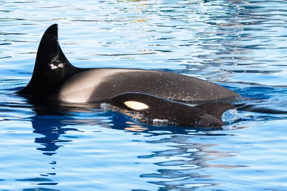 Loro Parque. Morgan dà alla luce il suo piccolo – VIDEO