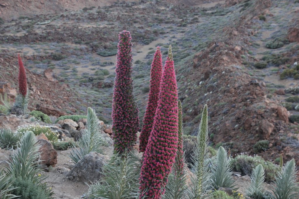 Il Tajinaste Rojo, uno dei simboli di Tenerife
