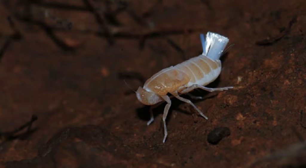 Scoperta una creatura sconosciuta alle Canarie