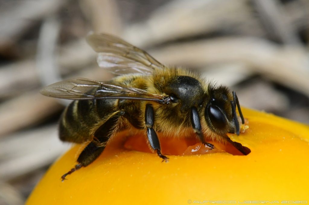 L'Ape Nera Canaria