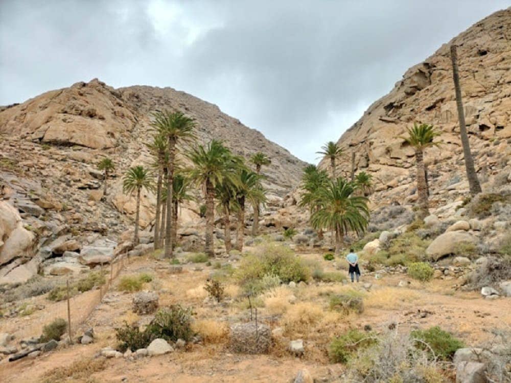 Fuerteventura studia il rischio della palma delle Canarie
