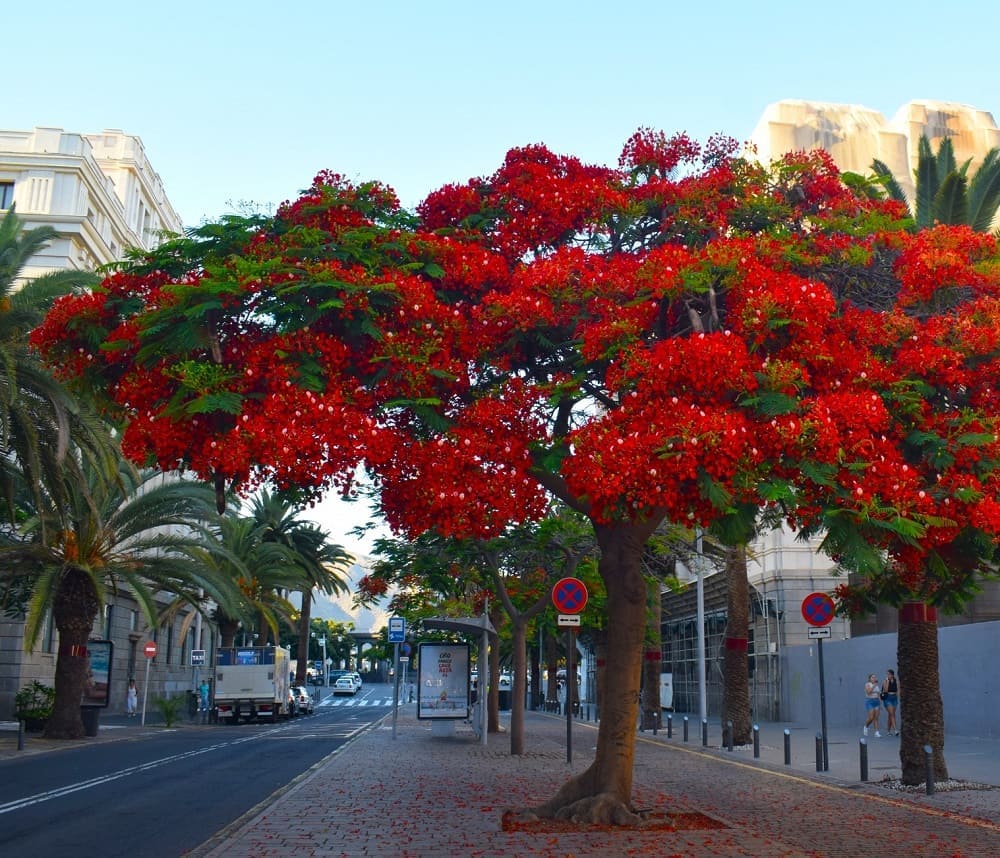 L’albero di “Fuoco”, un’esplosione di colori