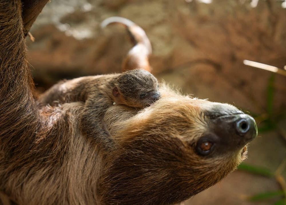 Baby boom al Loro Parque con la nascita di un cucciolo di bradipo