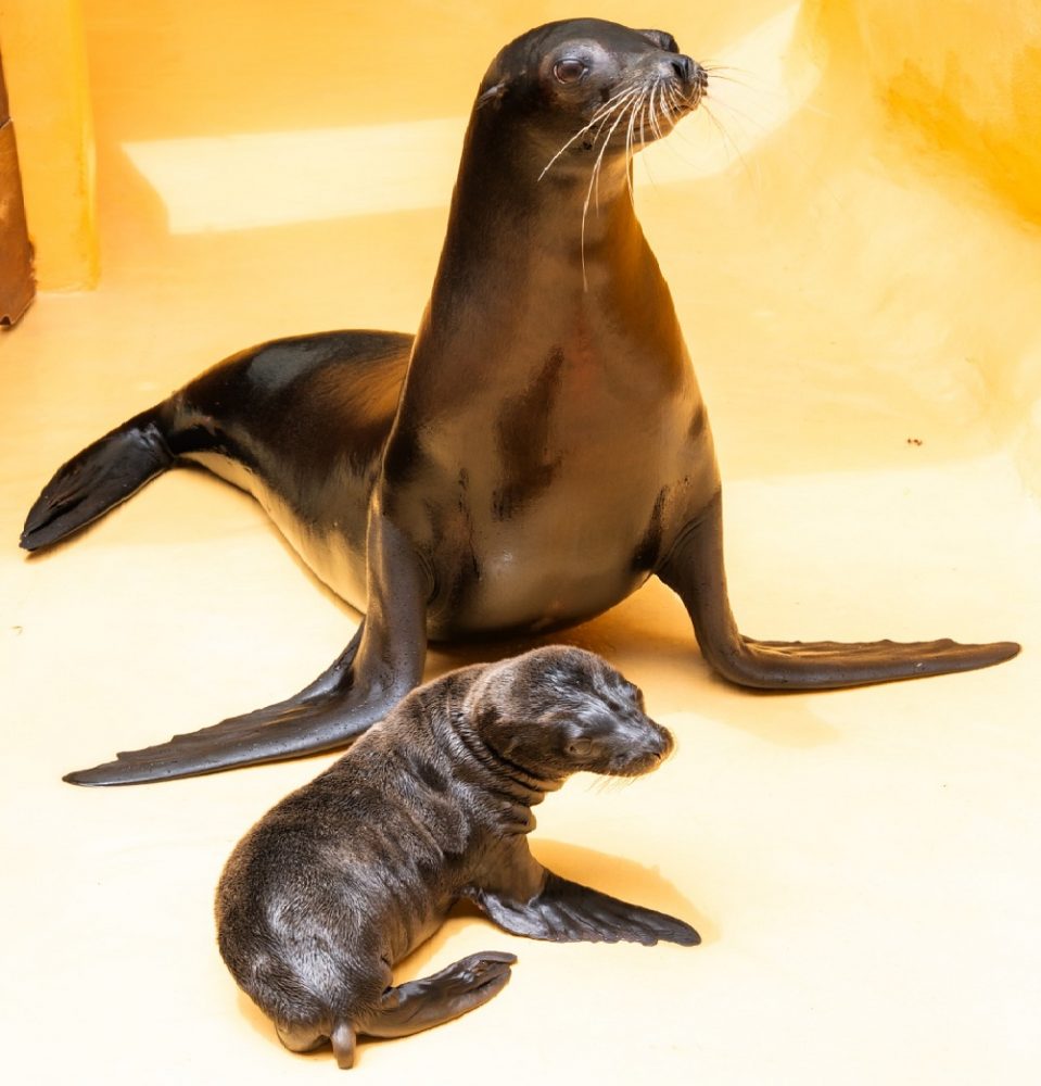 Loro Parque. Brisa, un leone marino californiano ha partorito un cucciolo di 9 chili