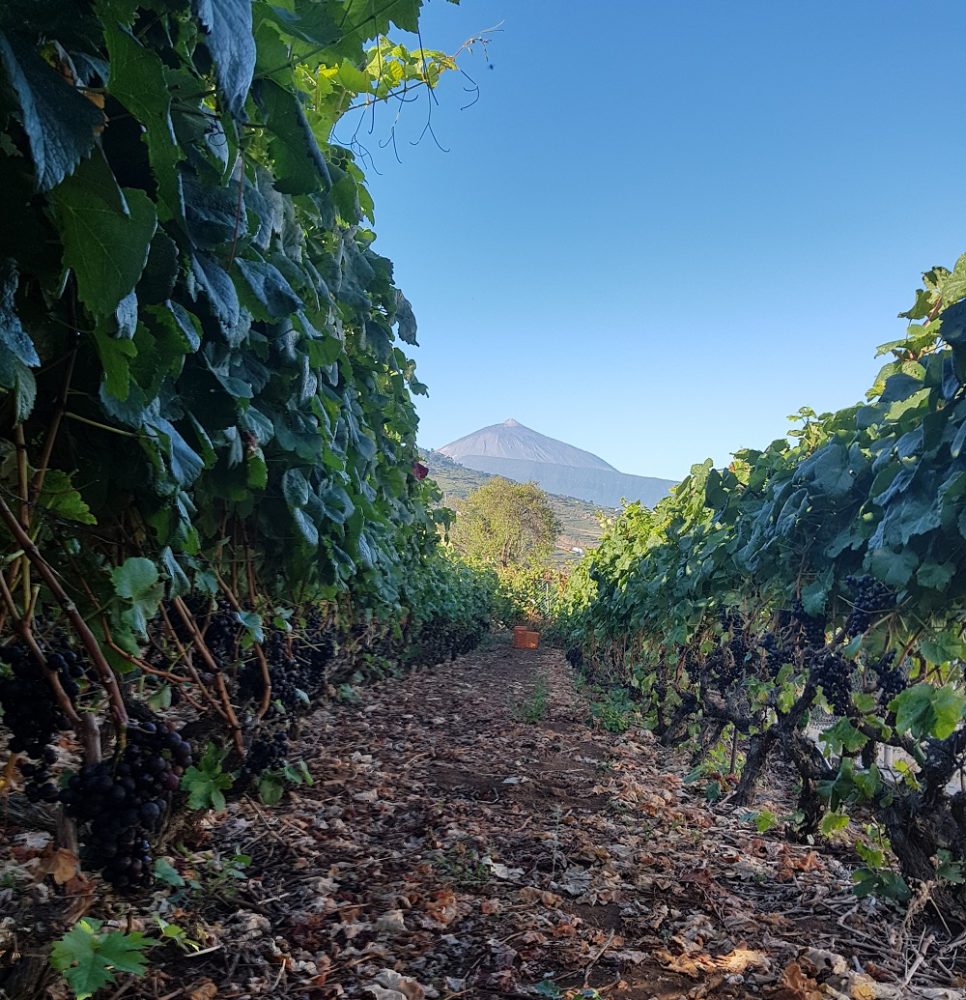 Tenerife. I viticoltori della D.O. Tacoronte-Acentejo ricevono aiuti per la siccità