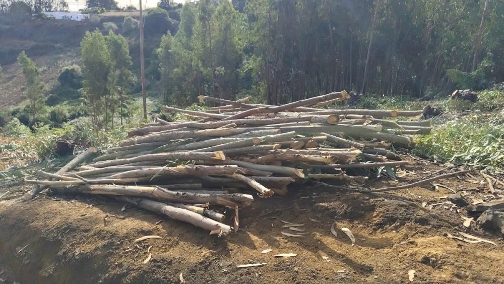 Un uomo tagliava gli alberi durante il periodo di massima allerta per rischio incendi boschivi