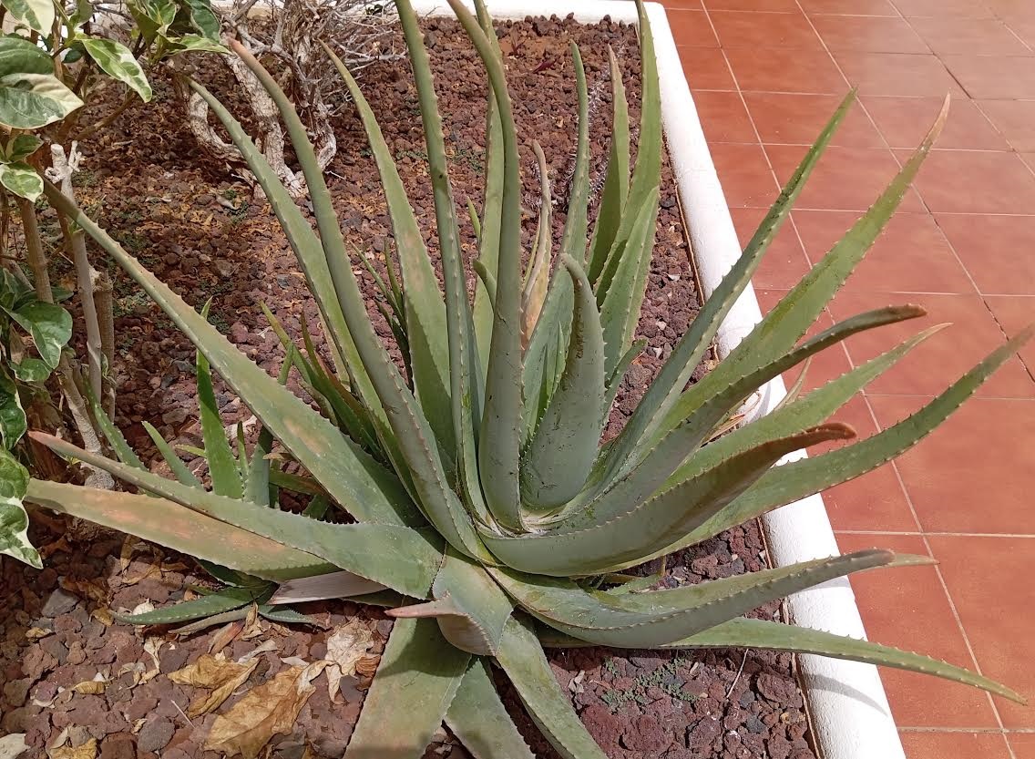 Aloe: proprietà, benefici, usi e curiosità storiche della pianta dell’immortalità