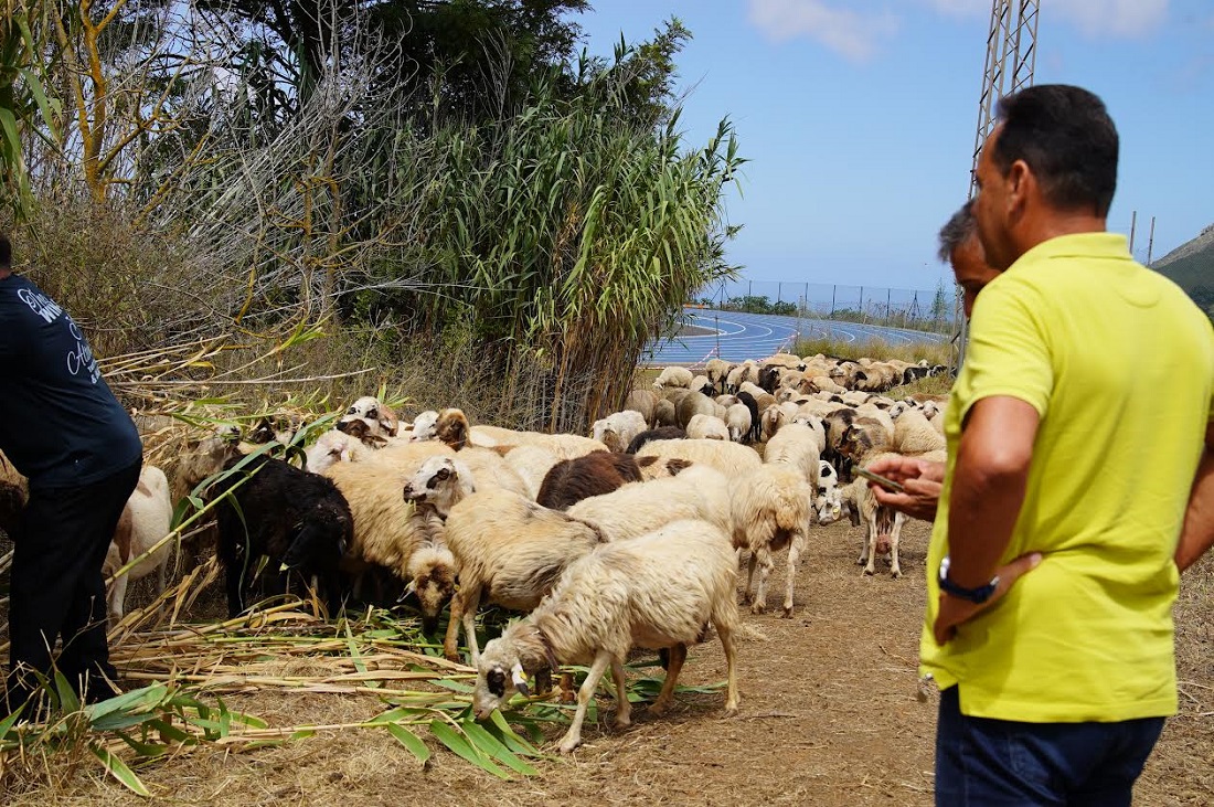 Tenerife. Le “pecore pompiere” puliscono la Riserva della Biosfera di Tegueste