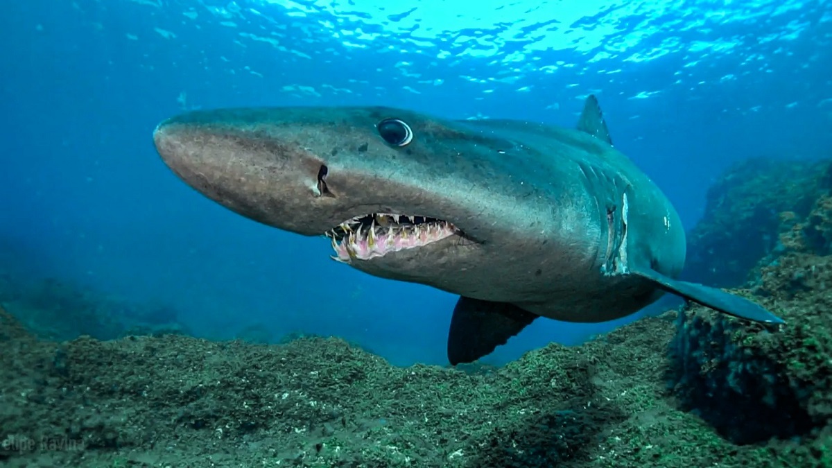 Le Canarie riconosciute come area chiave per la conservazione di squali e razze