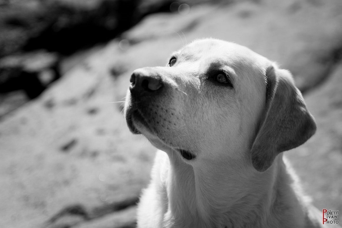 Mogán, a Gran Canaria, approva l’apertura di spiagge pet-friendly