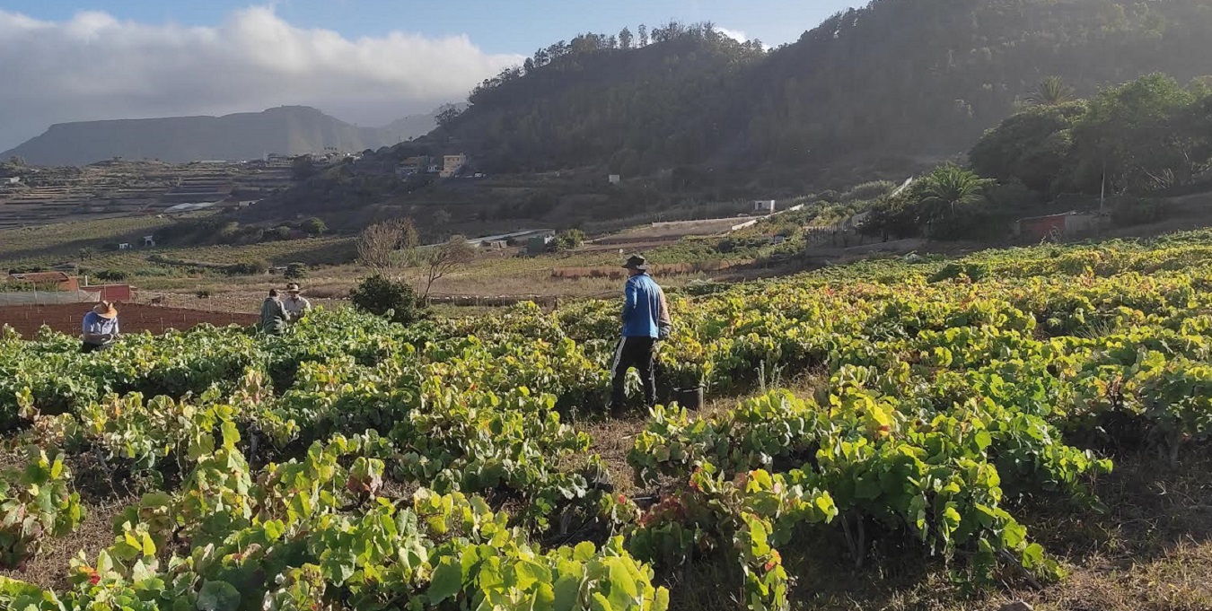 Tenerife. Condizioni meteorologiche estreme hanno limitato la produzione di uve