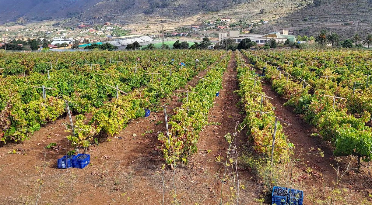 Consolidata la posizione del Vino Canario: di Denominazione di Origine Protetta