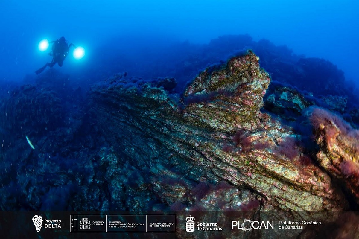La vita sottomarina prospera nei nuovi campi di lava al largo di La Palma