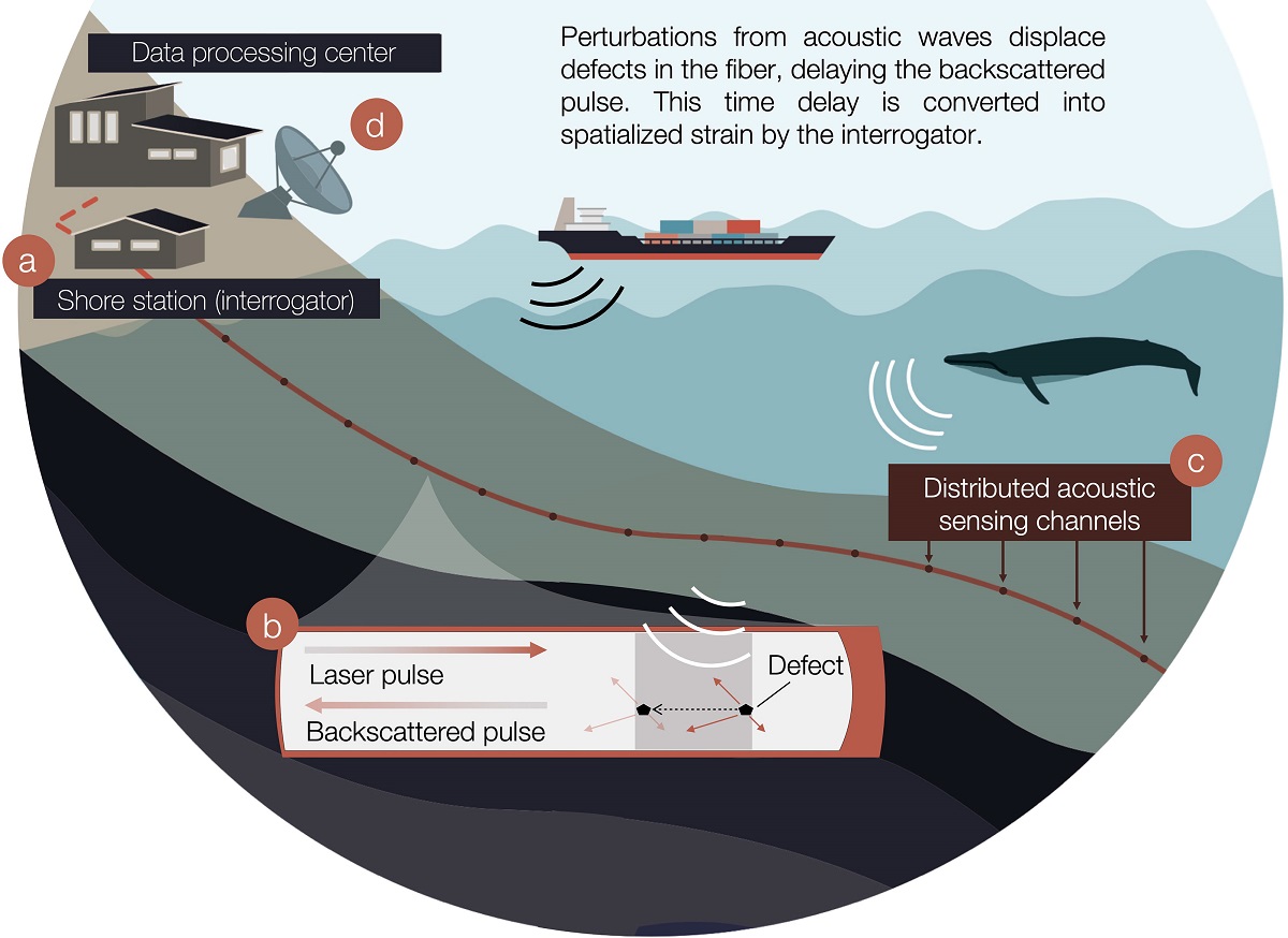 Canalink contribuisce alla protezione delle balene attraverso il progetto europeo ATLAS