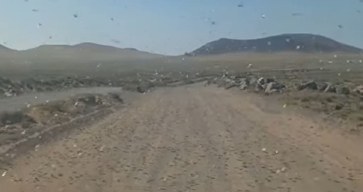 VIDEO – Centinaia di locuste africane arrivano a Lanzarote