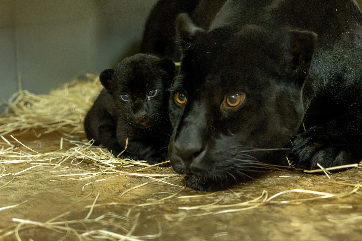 Loro Parque: video della nascita del cucciolo di giaguaro