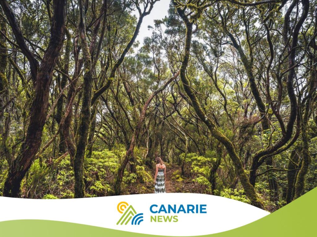 Foresta di Anaga a Tenerife/ come visitare il bosco incantato