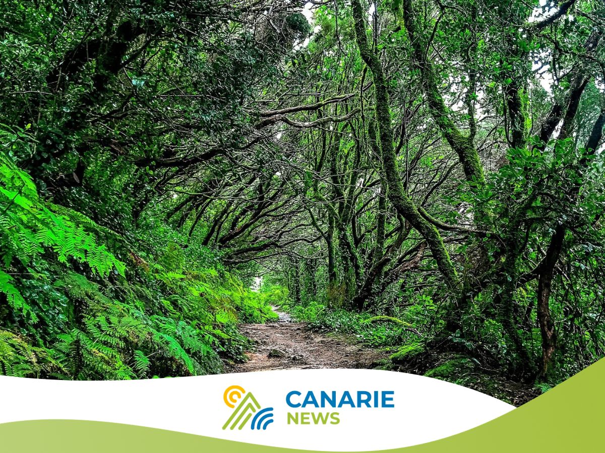 Foresta di Anaga a Tenerife: come visitare il bosco incantato (e capire i permessi)