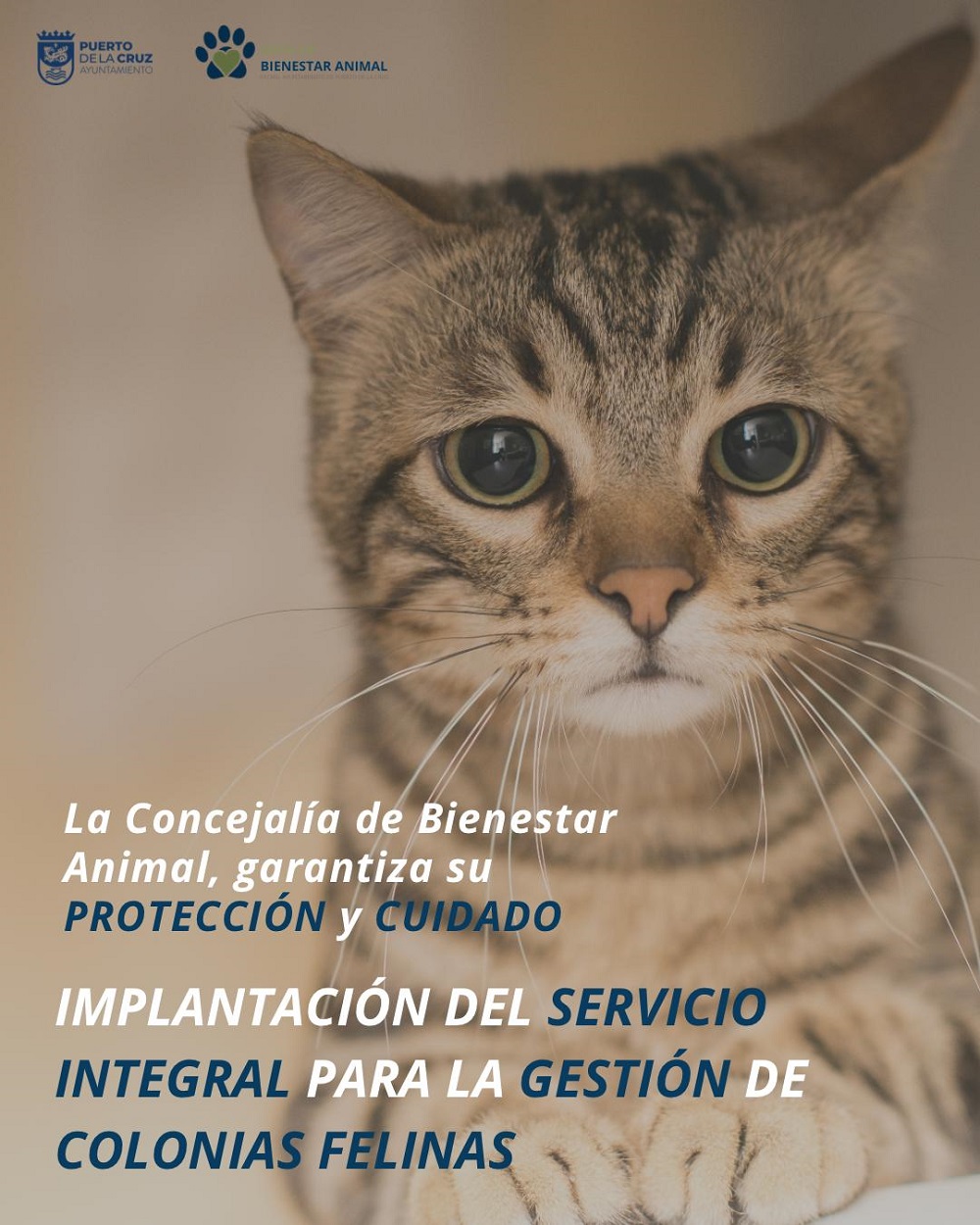 Rafforzato il servizio comunale per la gestione delle colonie feline a Puerto de la Cruz