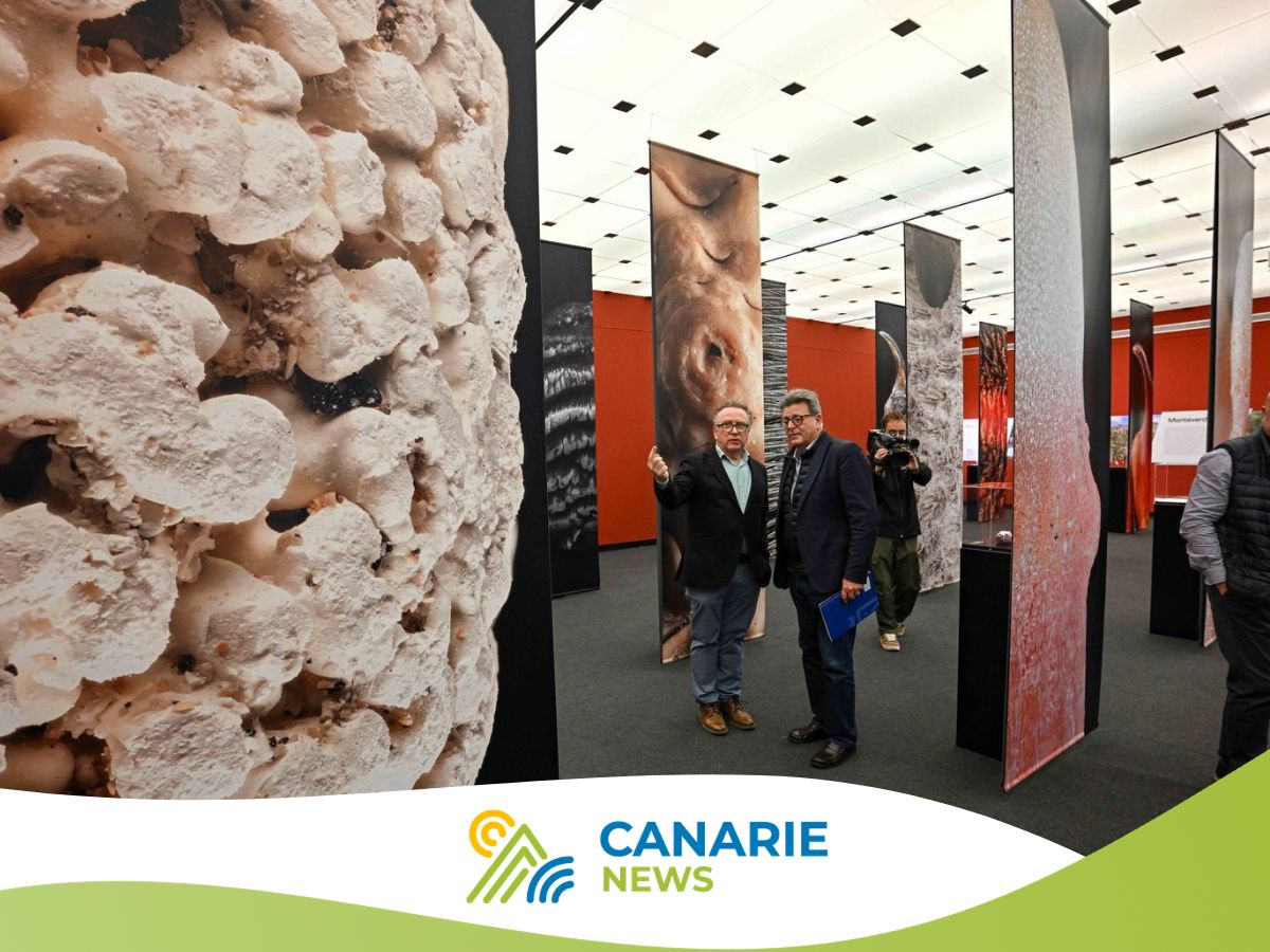 Biodiversità delle Canarie: la mostra “Canarias al detalle” al MUNA di Tenerife