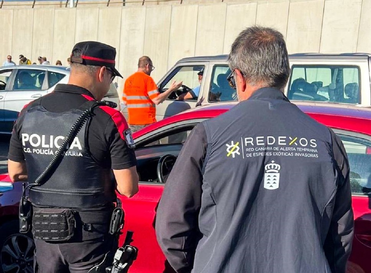 Controlli per arrestare la diffusione del serpente reale della California a Gran Canaria